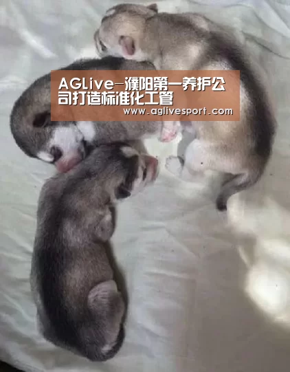 AGLive-濮阳第一养护公司打造标准化工管